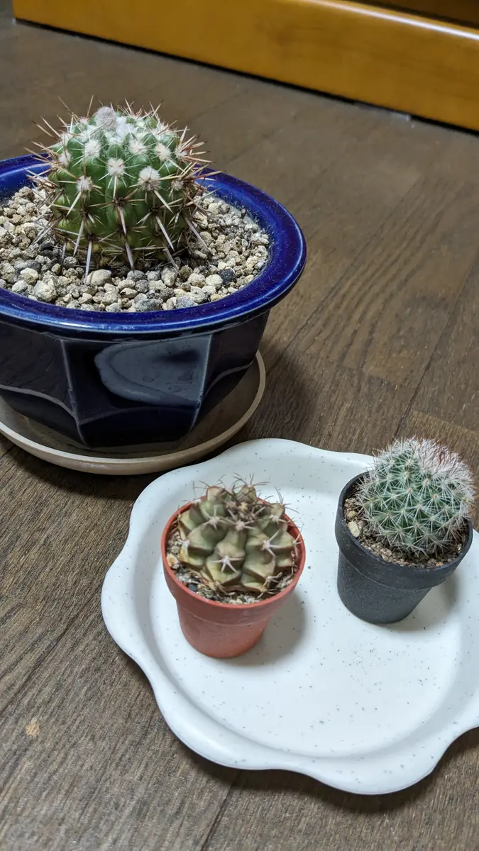 サボテン　置物　ポット　植木鉢 植木鉢 3点セット 多肉植物鉢 サボテン鉢 フラワーポット プランター