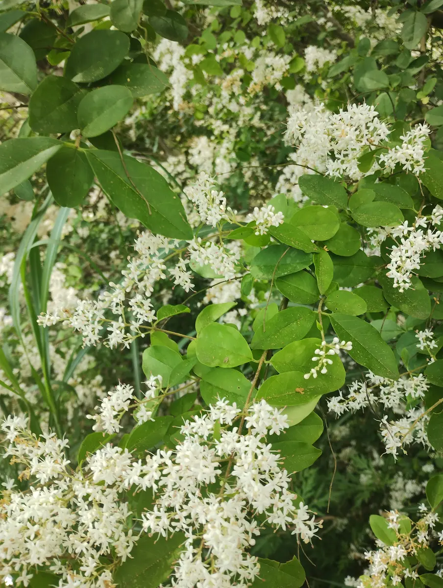 何の木でしょうか？勝手に生えてきた木です。4月〜5月に花が｜園芸