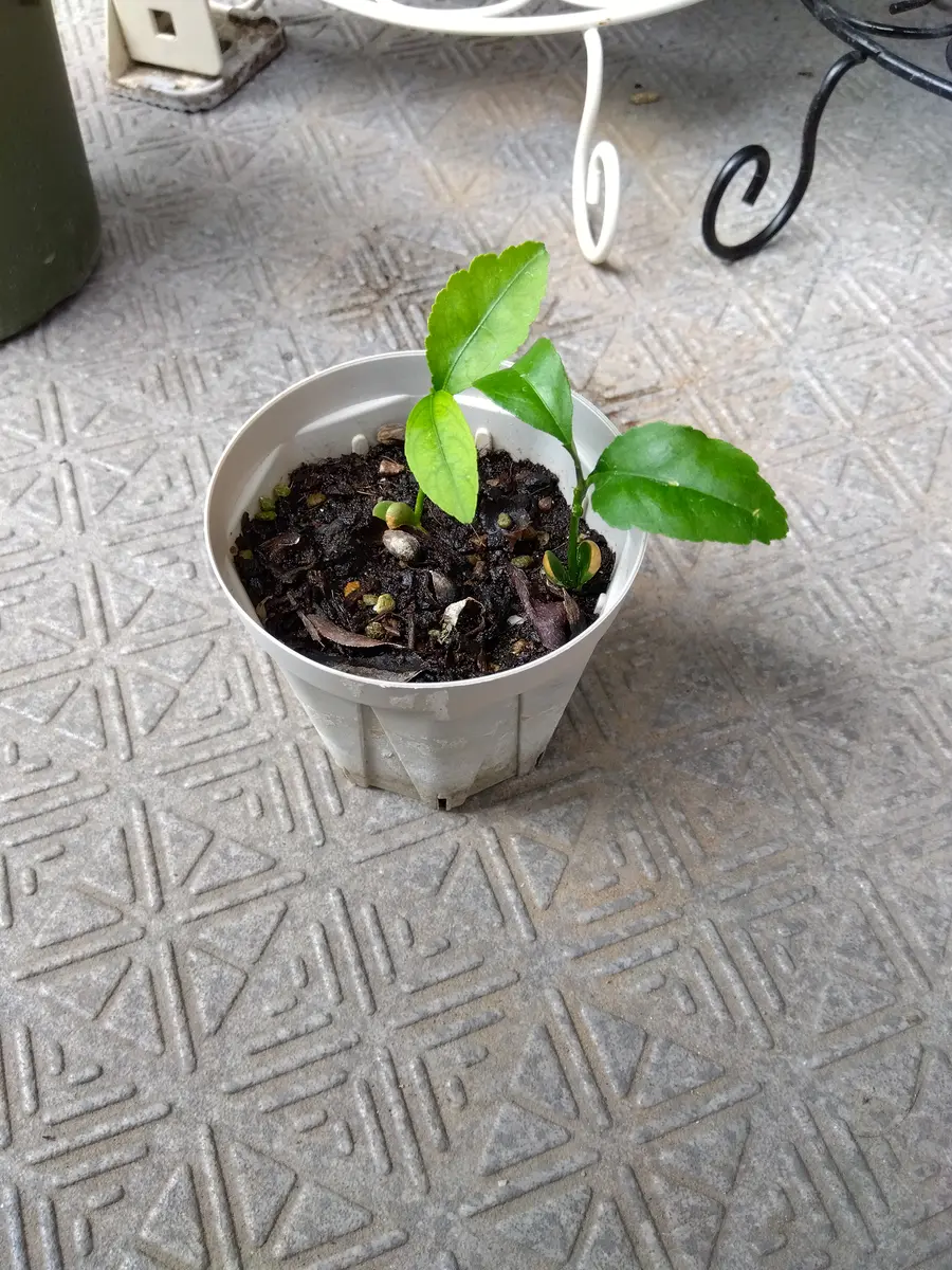 台風の芽 食べた柿の種が混じった土から芽が出てきました。別の鉢に植え