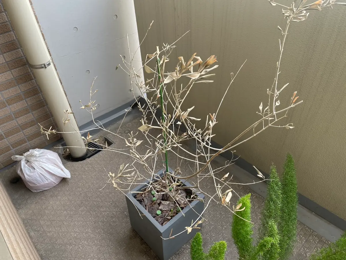 オリーブ の 木 葉っぱ が 落ちる