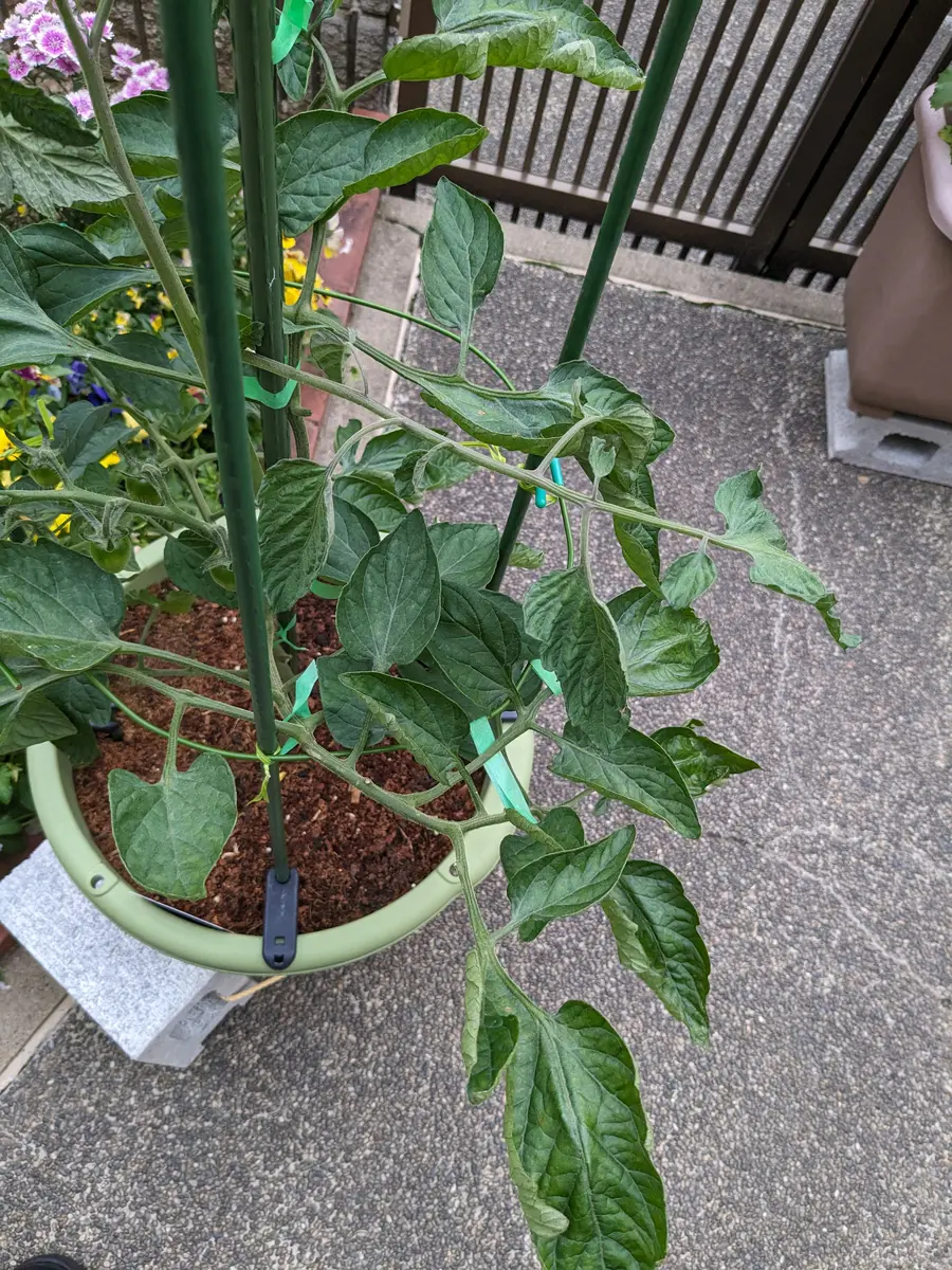 トマト 葉 丸まる
