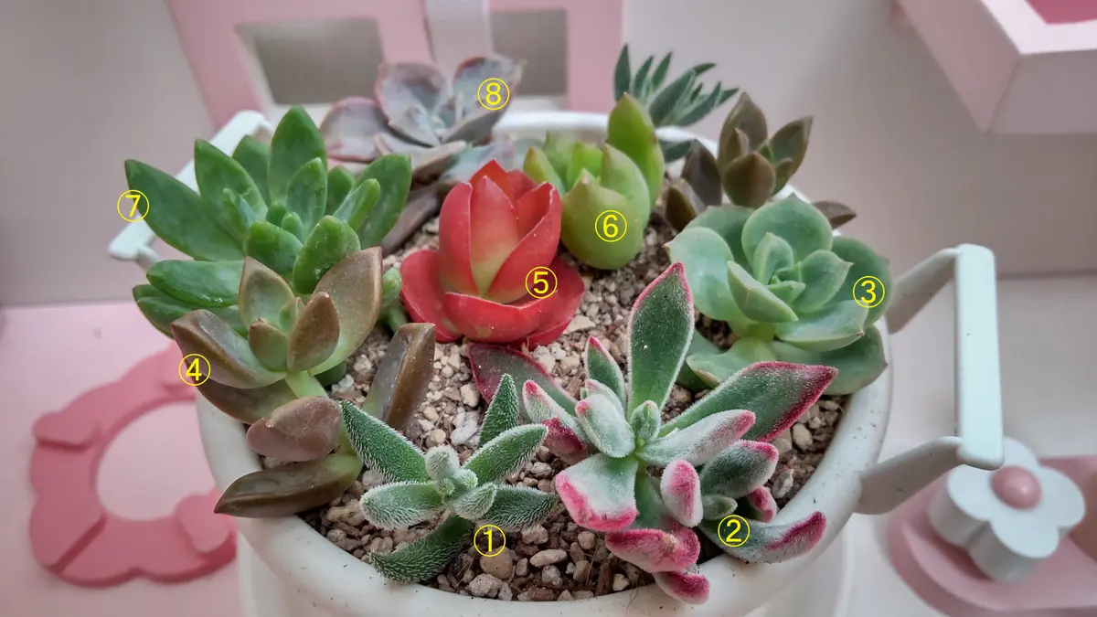 おまとめ】ブロンズ姫 20個超 カット苗 多肉植物