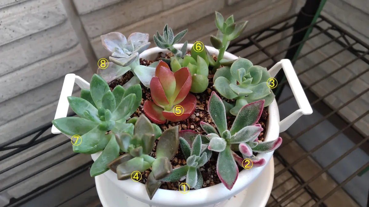 写真の①から⑧の多肉植物の名前を教えてください。また、この寄