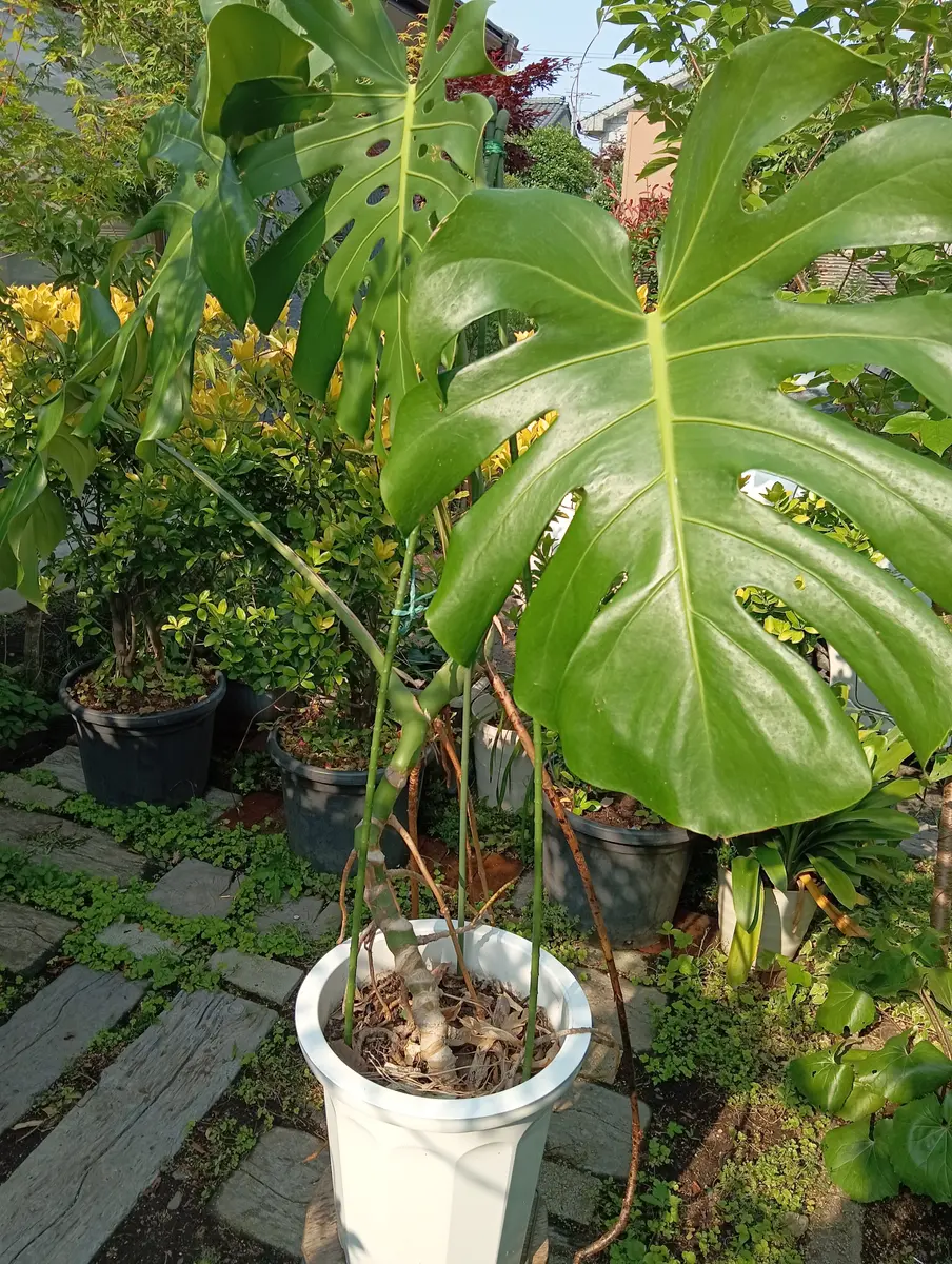 10年目を迎えるモンステラを育てています。脇芽も出ず、タダ一｜園芸相談Q＆A｜みんなの趣味の園芸