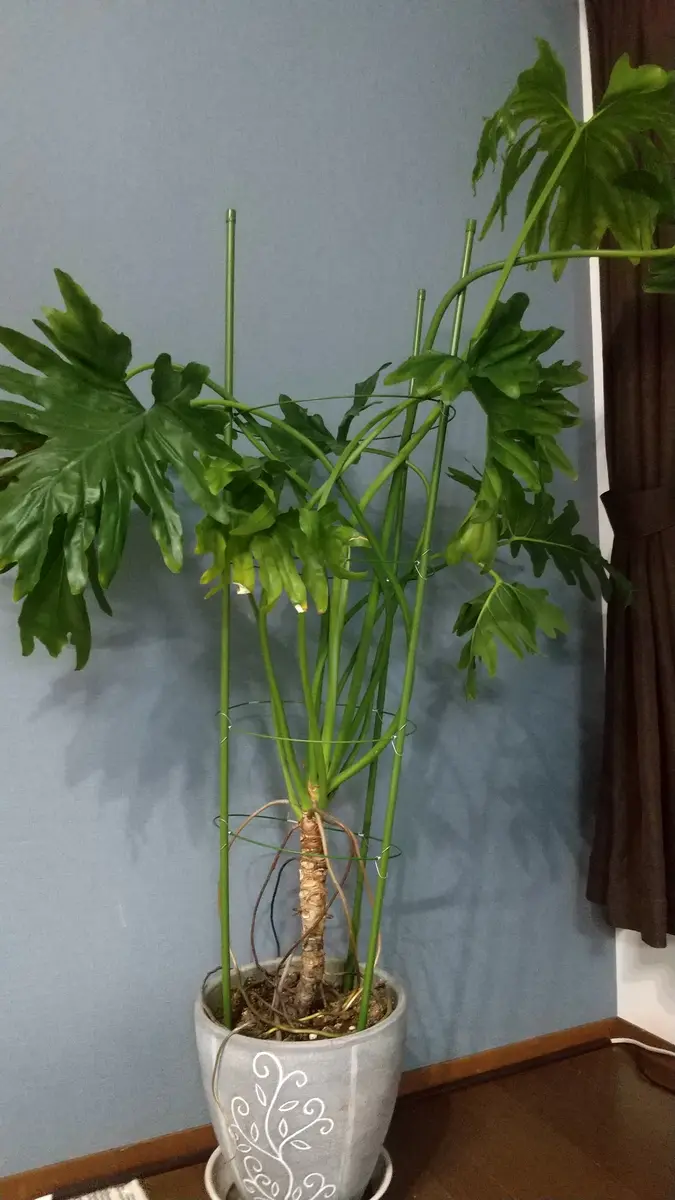 な根セローム8寸写100センチ以上葉っぱ荷造りの時少しだけ曲げます な根セローム8寸写100センチ以上葉っぱ荷造りの時少しだけ曲げ