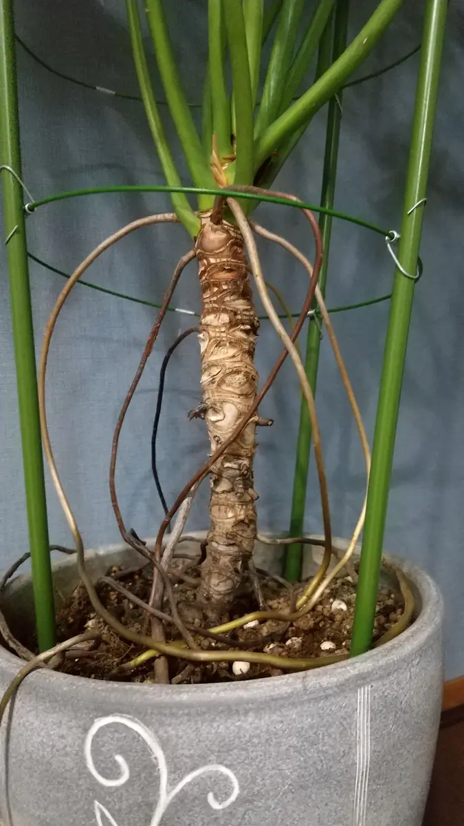 セロームを室内で苗から育てて25年程、高さは1.5メートル位にな