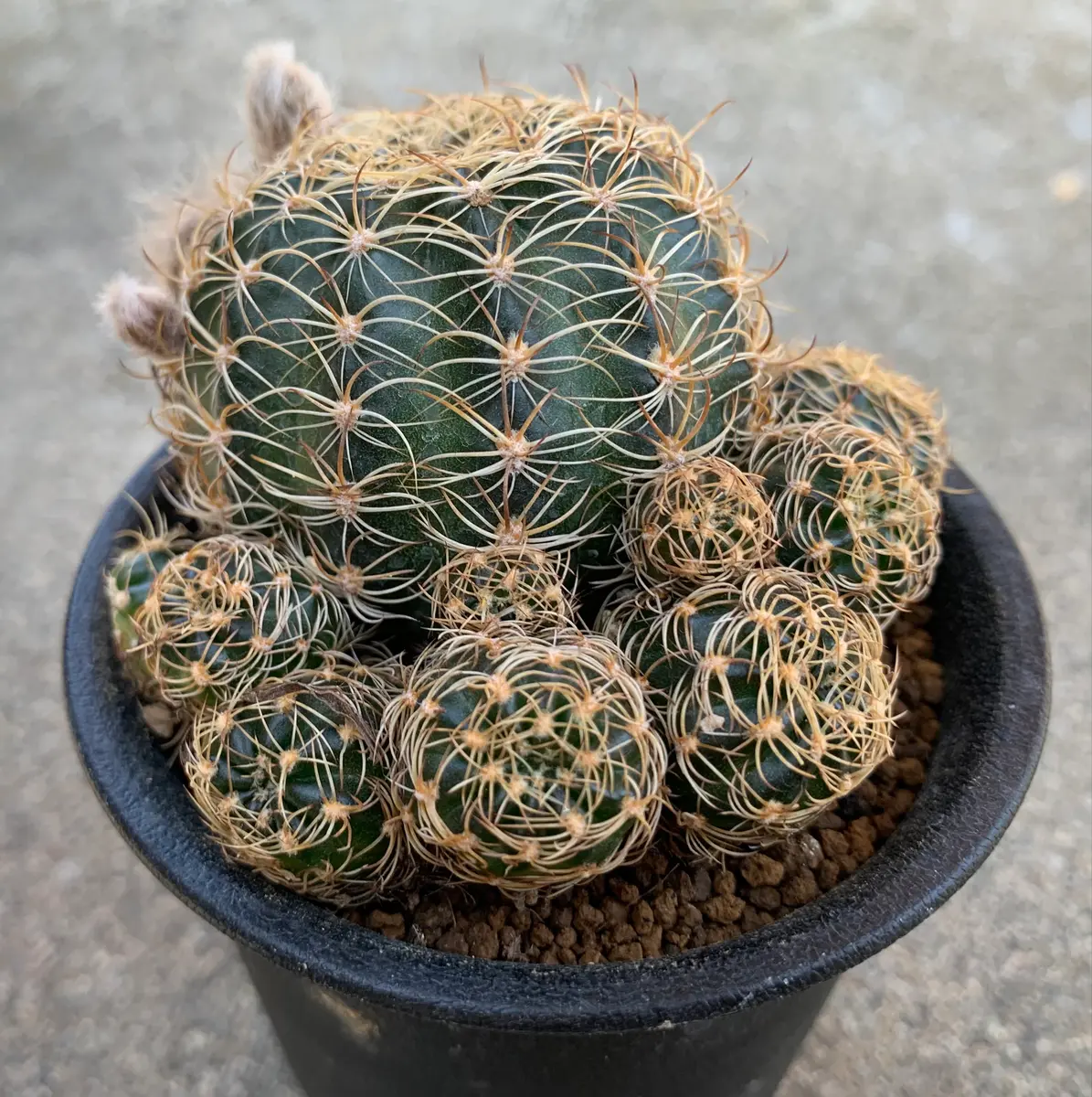 原種 Lobivia stilowiana WR171 花サボテン ロビビア 原種 Lobivia