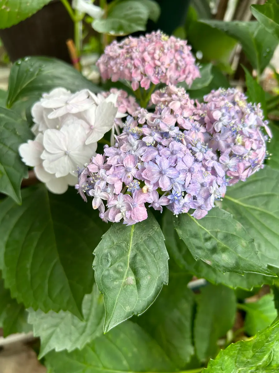 昨年紫陽花有松の苗を購入し今年咲きましたが、花の一部が変異
