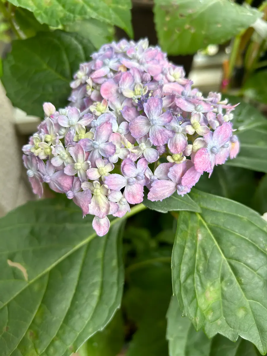昨年紫陽花有松の苗を購入し今年咲きましたが、花の一部が変異