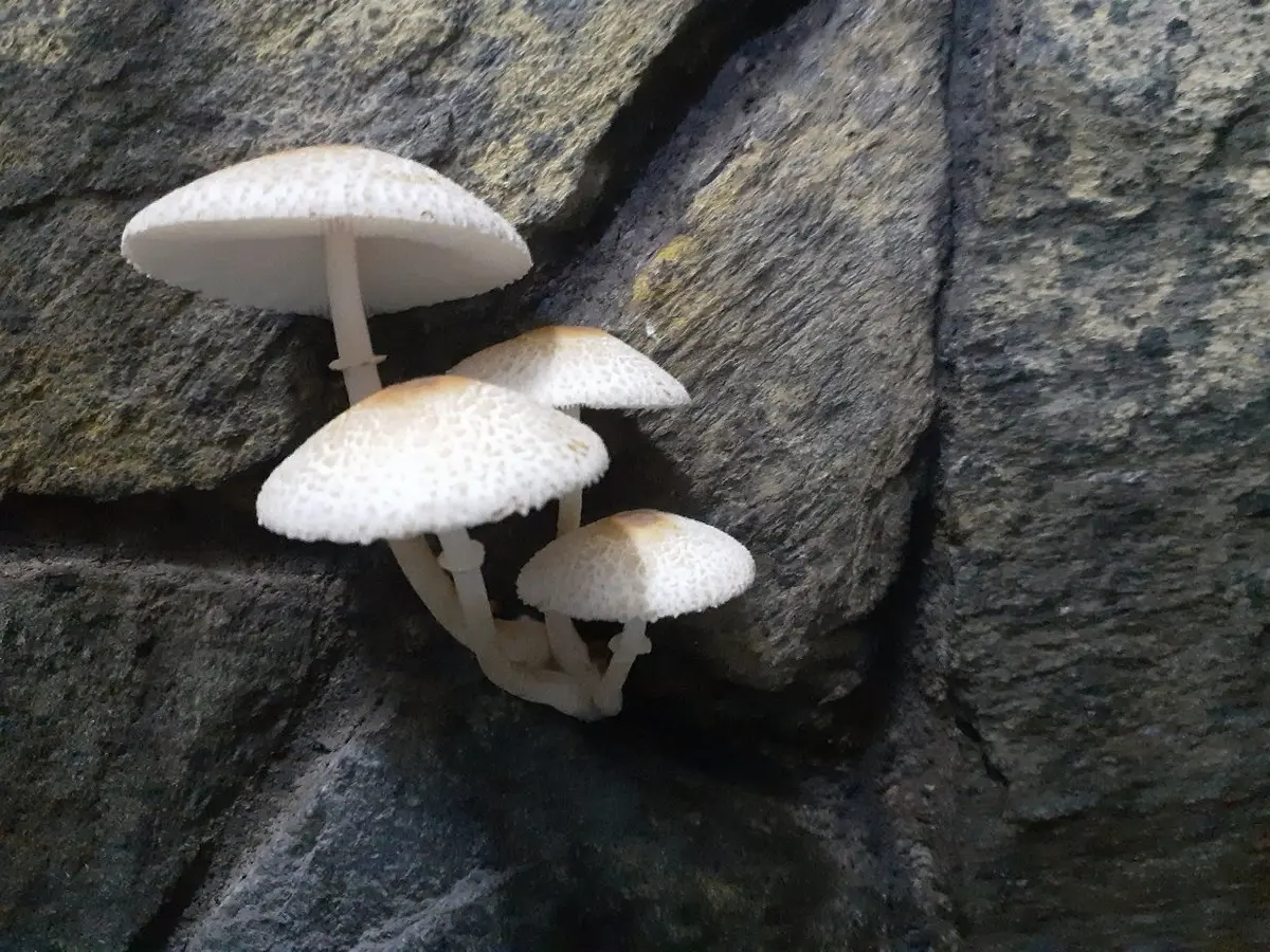 きのこに詳しい方よろしくお願い申し上げます7年8年前ぐらい｜園芸