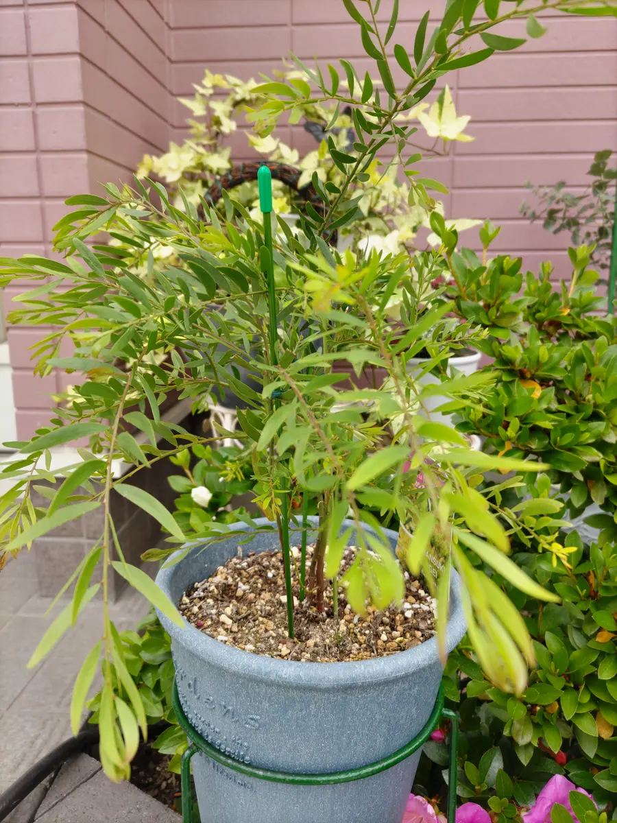 ⑤人気のアカシア「テレサ」7号鉢 超大株 人気のアカシア「テレサ」7号鉢 超大株