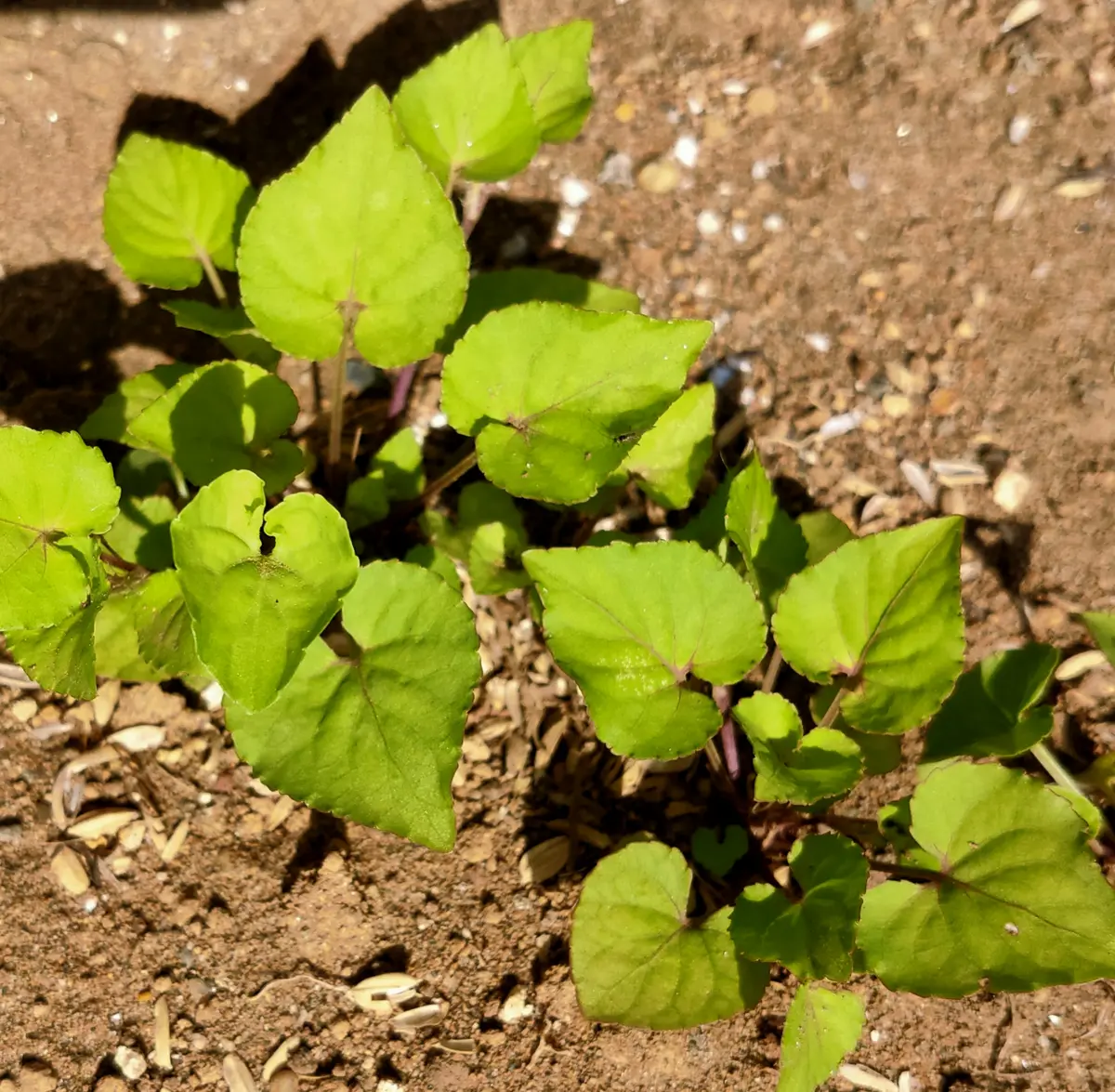 庭に沢山生えて来ています。葉の周りが少しギザギザしているの