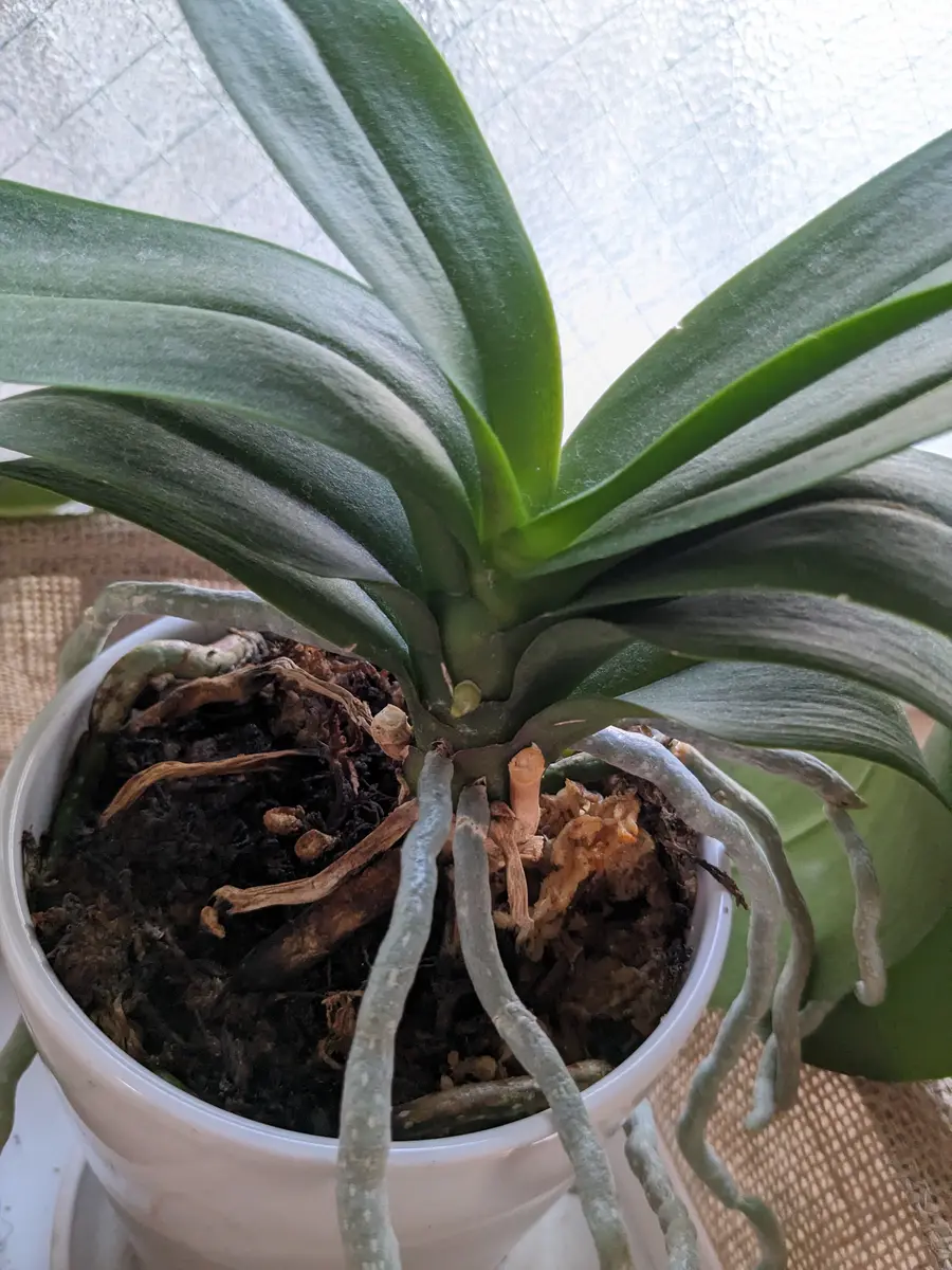 5年前に頂いた『胡蝶蘭』について、毎年春には花を咲かせてく