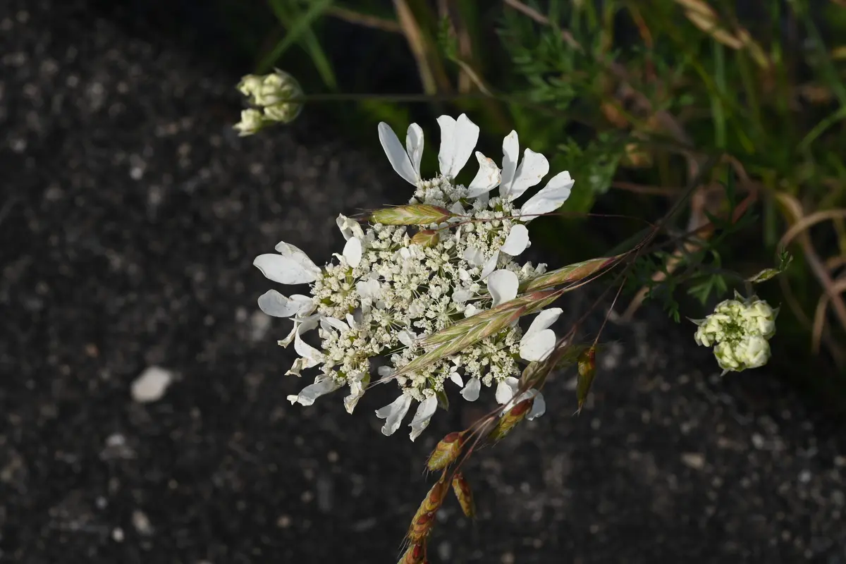 ご近所の花壇から逸出したセリ科の植物です。道路沿いに生えて 