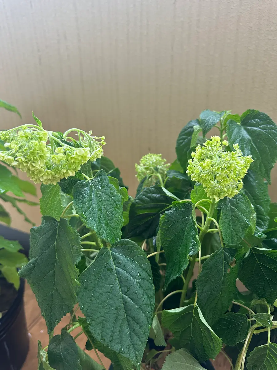 アナベルの鉢植えをはじめました。我が家にお迎えして3日目