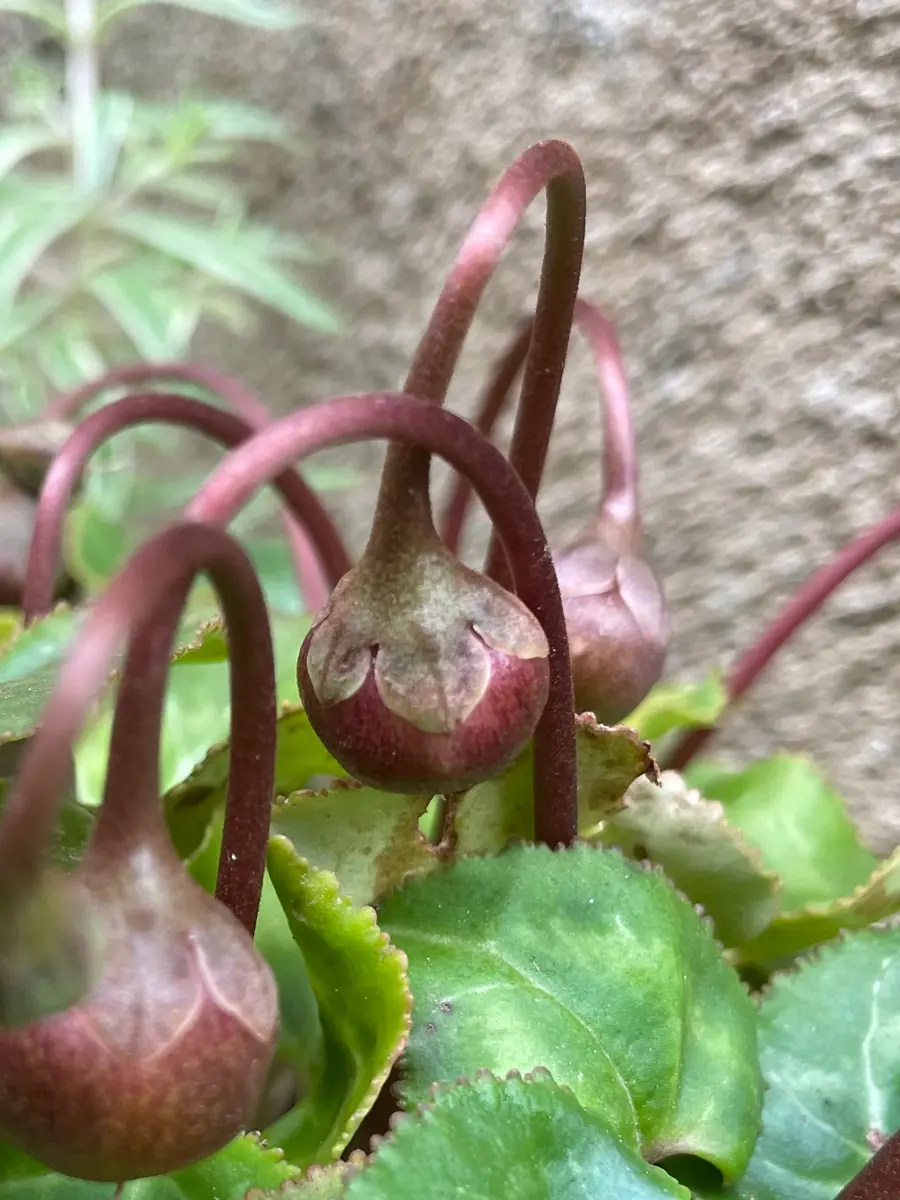 ガーデンシクラメンにたくさん種が出来ています。北側に鉢ごと