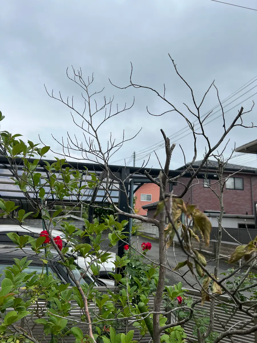 夏椿が今年は幹から枝の皮がはげ、枯れて来ました。対処方法は