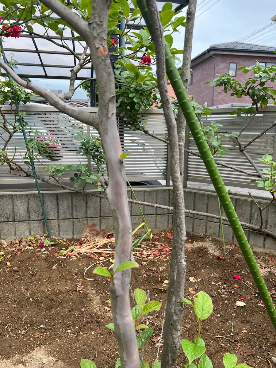 夏椿が今年は幹から枝の皮がはげ、枯れて来ました。対処方法は