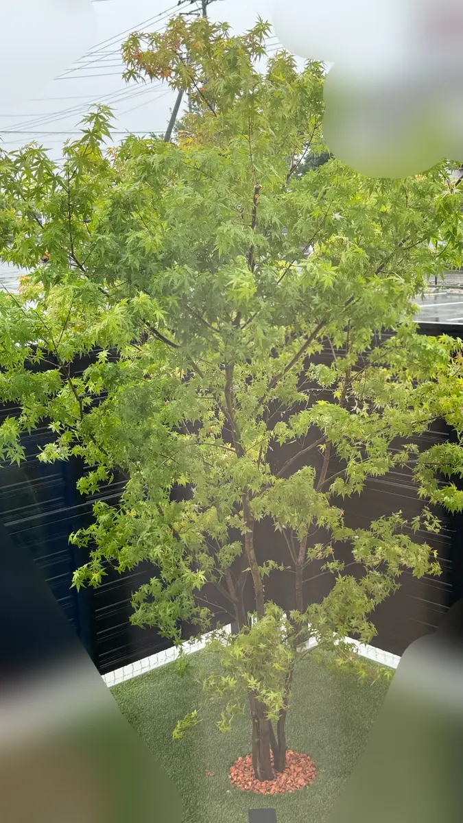 見事！ただ見事！根上がりイロハモミジ。 モミジの投稿画像 by 鳴無(おとなし)さん｜車庫とコハウチワカエデと