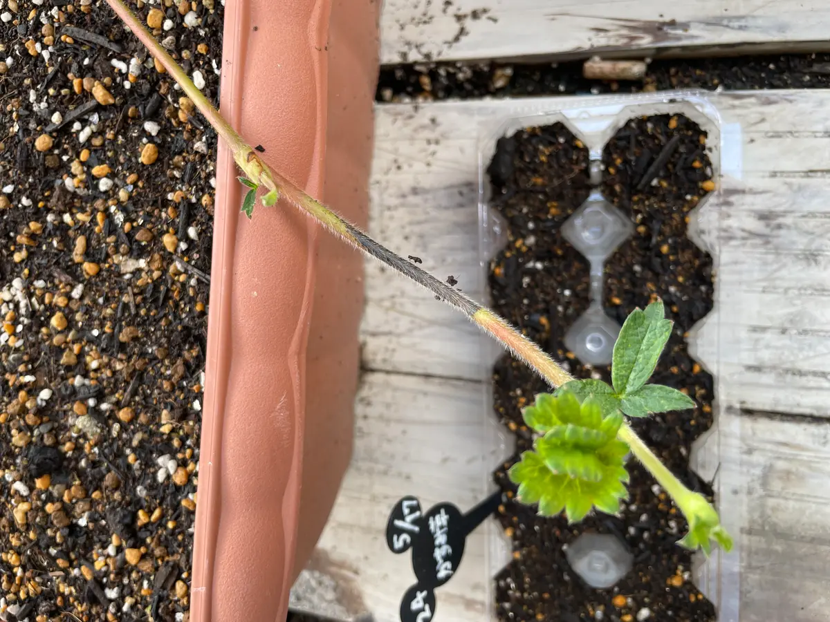 いちごのランナーについていま、いちごの大苗とちおとめを育て