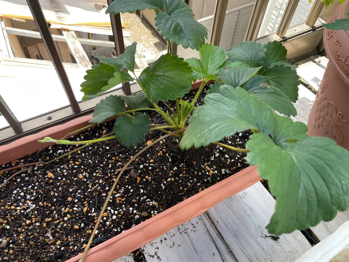 いちごのランナーについていま、いちごの大苗とちおとめを育て