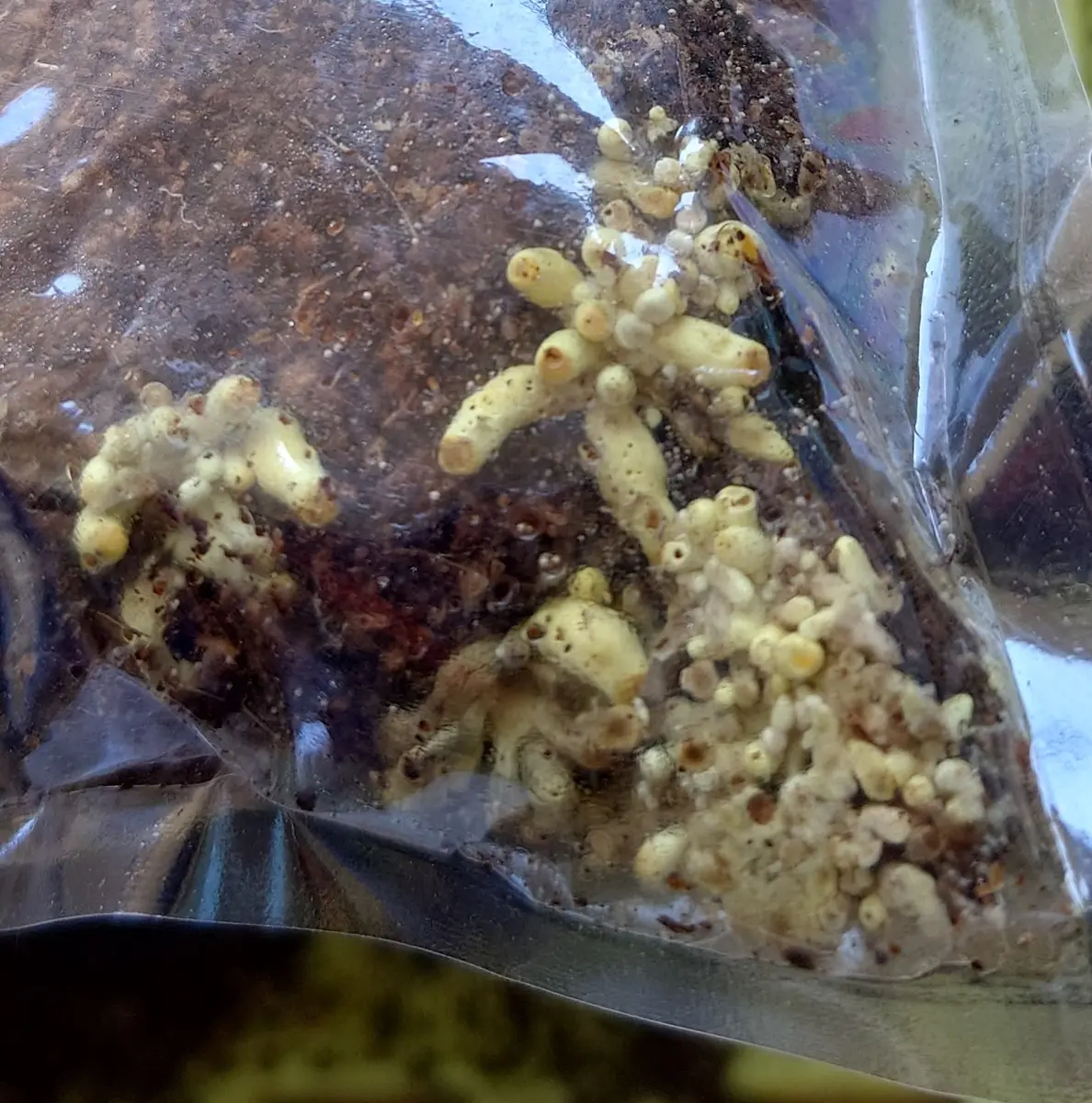 昨年100円ショップで購入した未開封の観葉植物の土に正体不明の 