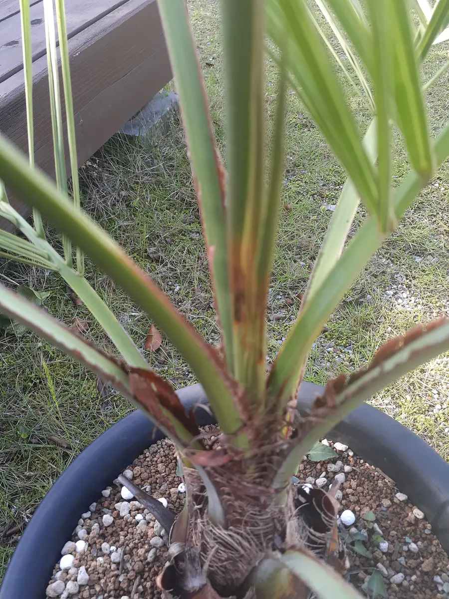 ココスヤシ No5 （昨年出来なかったココスヤシの植え替え | コタブロ 