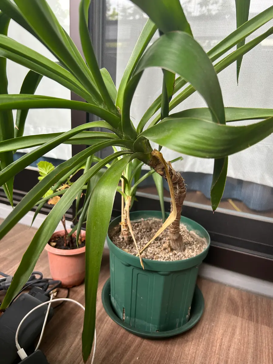 去年いただいた(おそらく)ドラセナユッカだと思うのですが、春