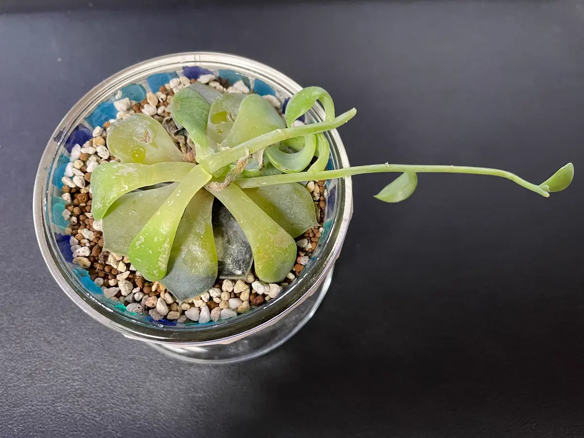 多肉植物のファンクイーンについて質問です。写真のファンクイ 