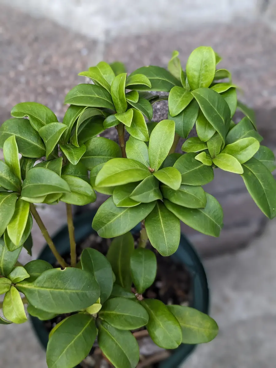 スキミヤの植替え時期について、ご存じの方がいらっしゃいまし