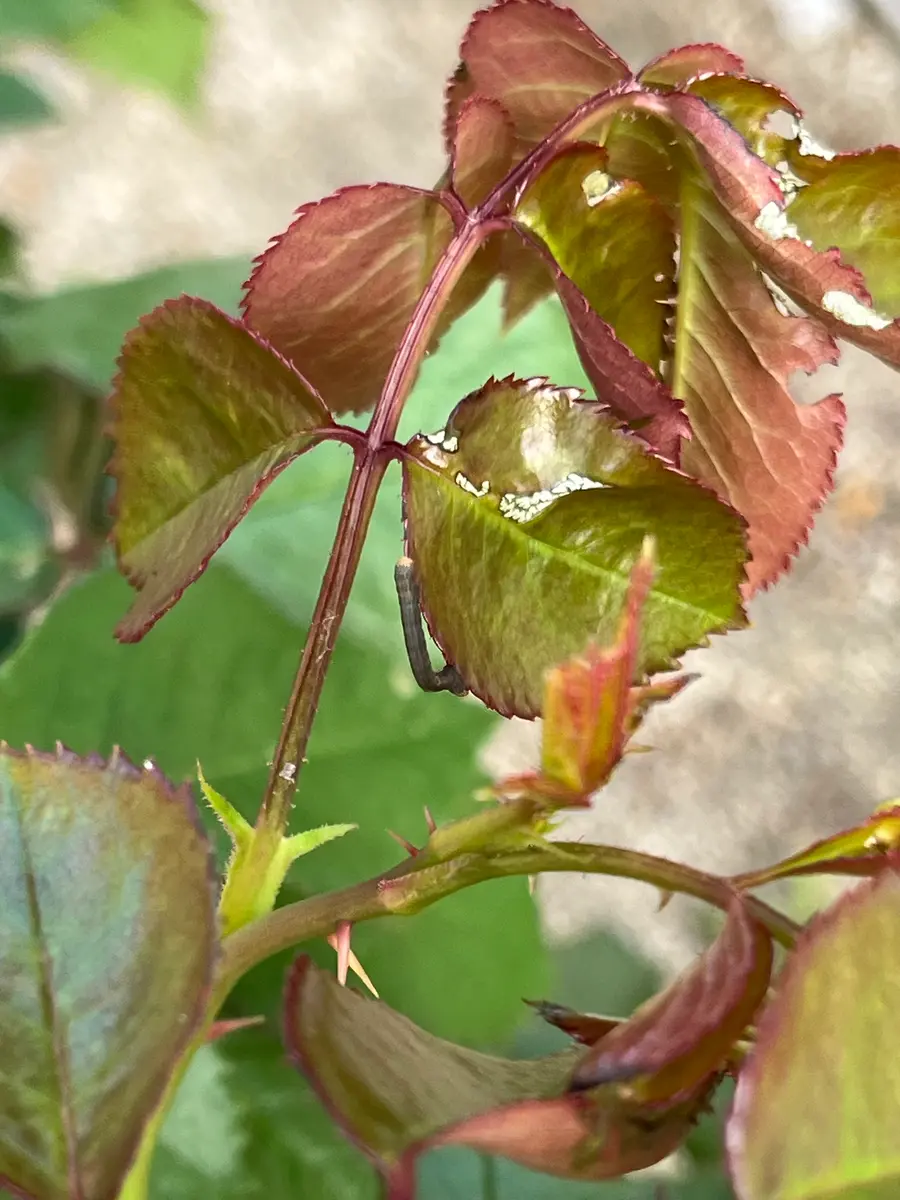 レア薔薇VIP切花薔薇大苗 葉は虫食べた跡があります。 レア薔薇VIP切花