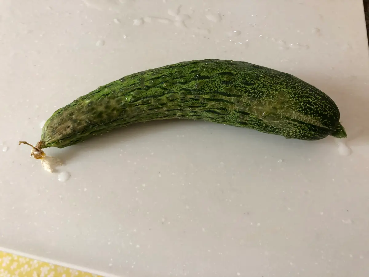 鉢植えで育ててきたきゅうり、シャキットです。久しぶりに実が 