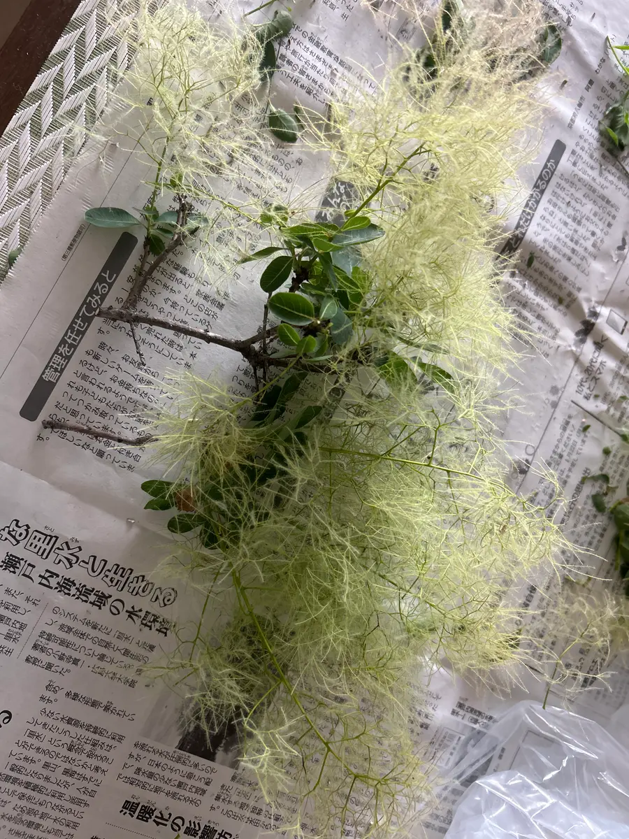 激安大特価！ お聞きします！我が家のスモークツリーは小さなフワフワが枝に 