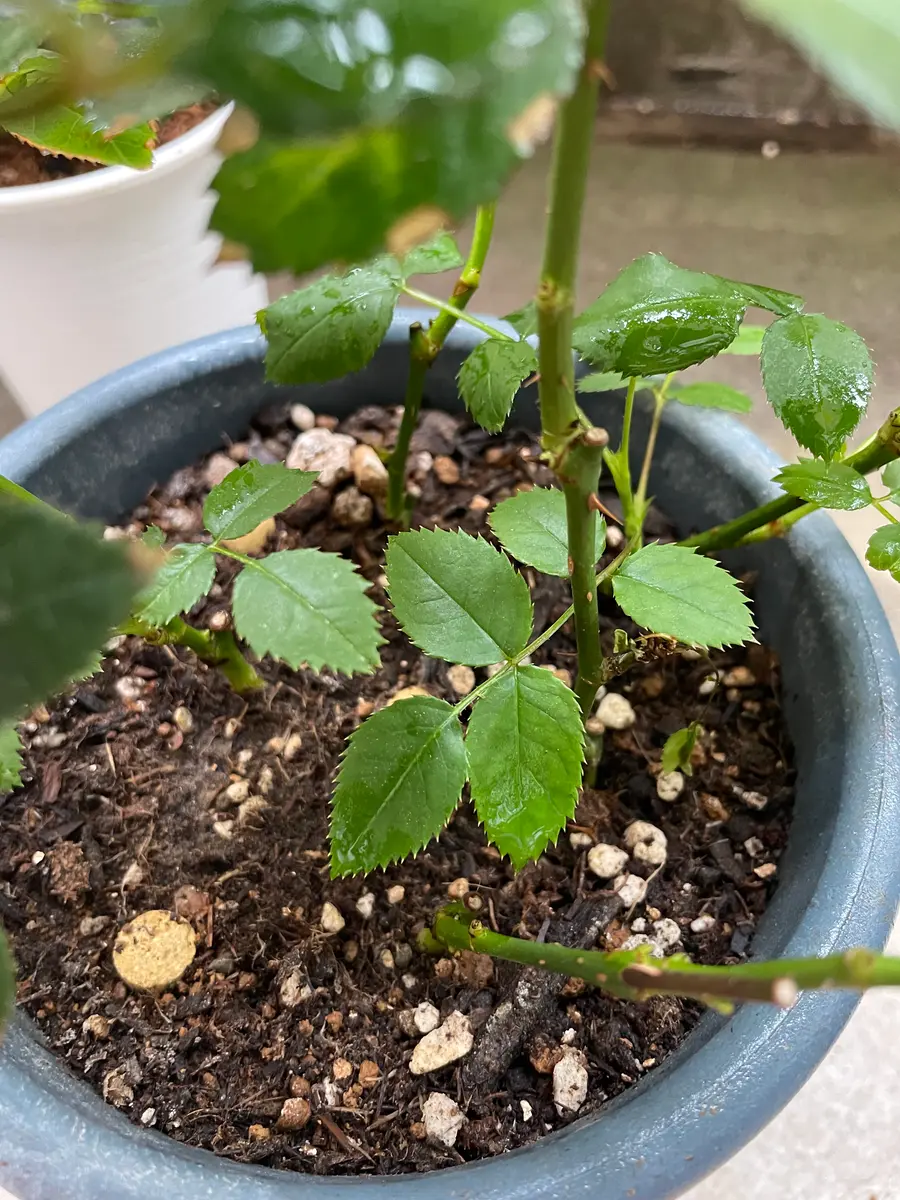 バラ苗　赤　品種不明 バラ苗 赤 品種不明 バラ苗 赤 品種不明