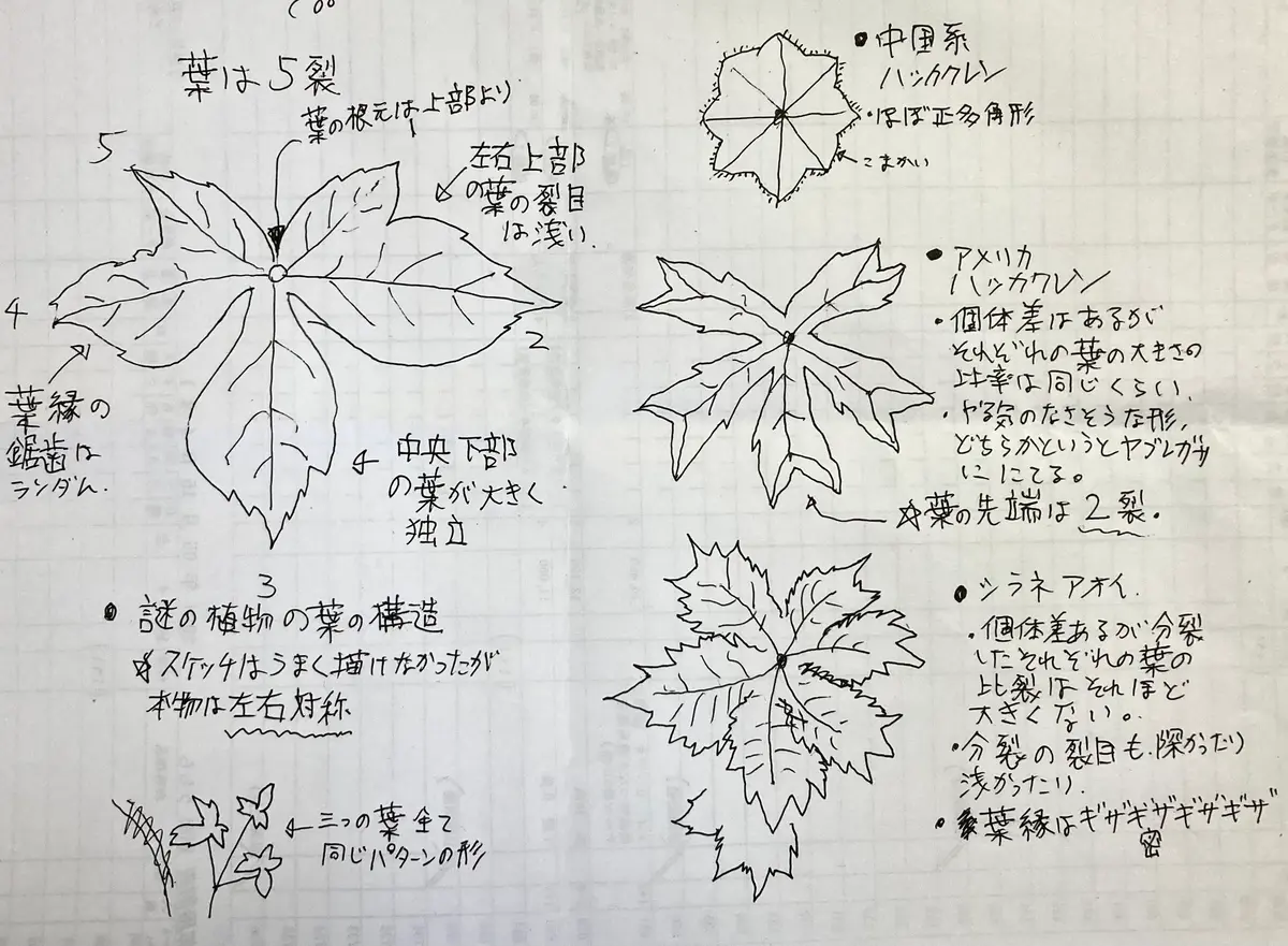【現金特価】 この植物は何でしょう？大きな葉っぱで、直径20-30cmくらいあ 野菜