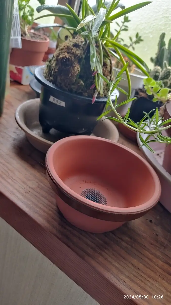 苔玉風蘭の着生についてお尋ねしたいです。蘭が植わっている｜園芸