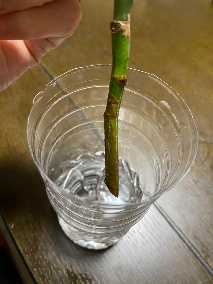 パキラ剪定水差し挿し穂発根カルス観葉植物3週間程前...｜園芸相談Q＆A 