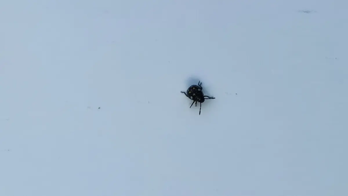 黒い 小さい 虫 大量 発生
