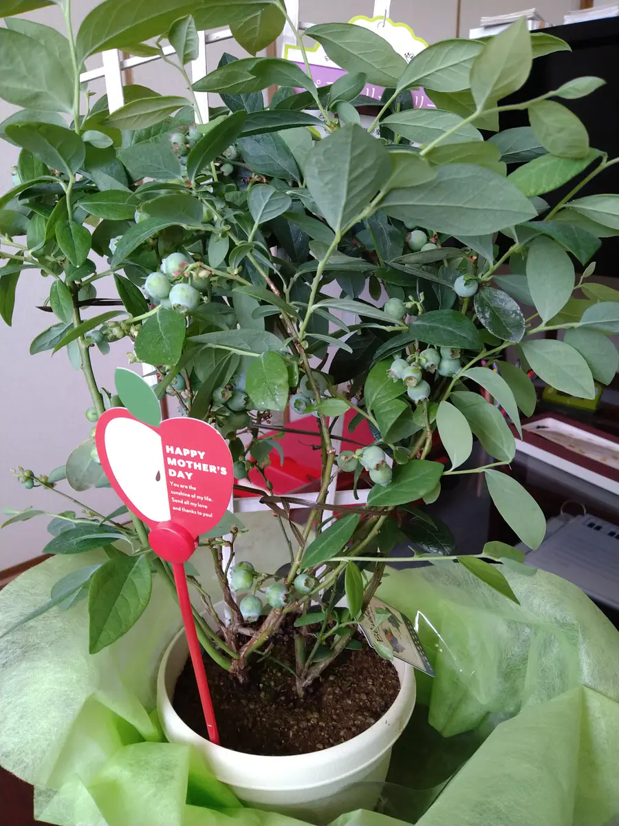 現品！ブルーベリーの木実付き、品種不明 現品！ブルーベリーの木実付き、品種不明 ブルーベリーを購入しました