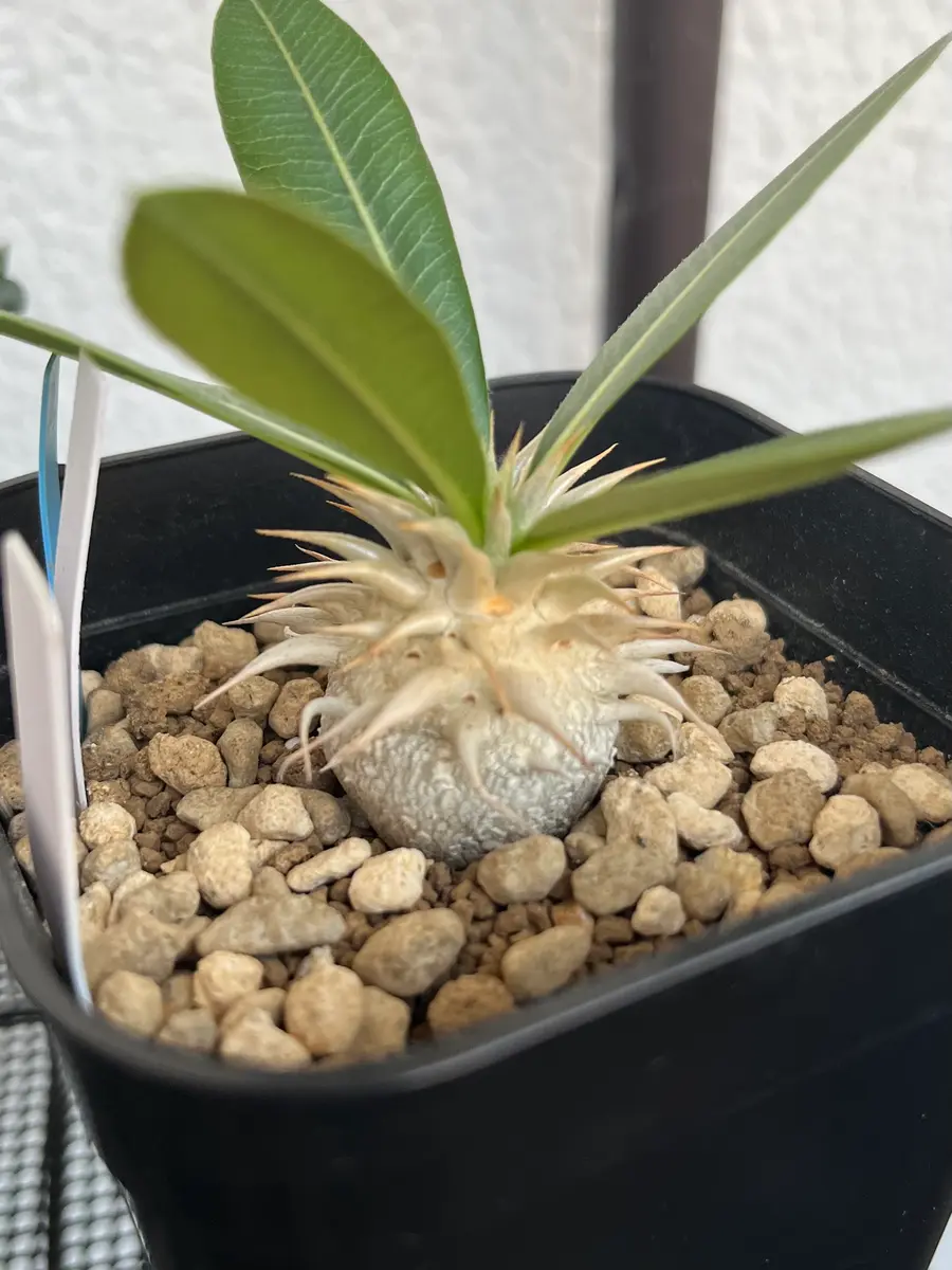 パキポディウム•プレピカウレ 恵比寿笑い 購入して約1年、初｜園芸