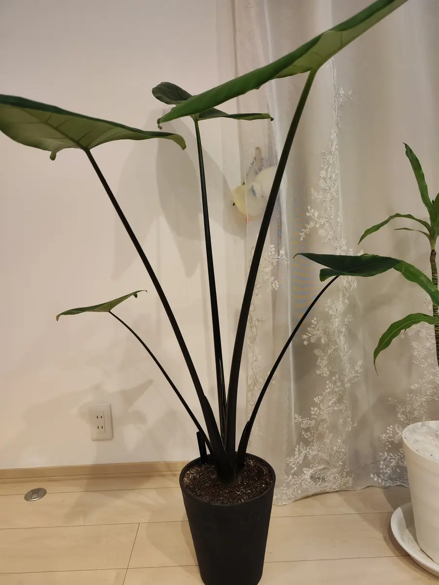初めまして、先月アロカシアを購入しました、私は東北に住んで
