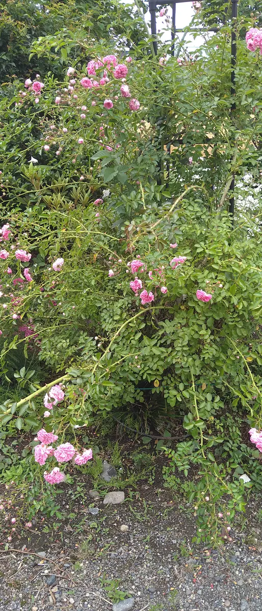 ドールハウス ミニチュア 手作りキット 薔薇庭園 ティーハウス