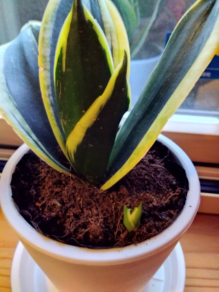 シマトネリコ/大株立ち【現品発送】管理70839 シマトネリコ/大株立ち