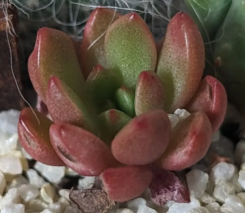 多肉植物の名前を教えてください。先月静岡で購入したのです｜園芸