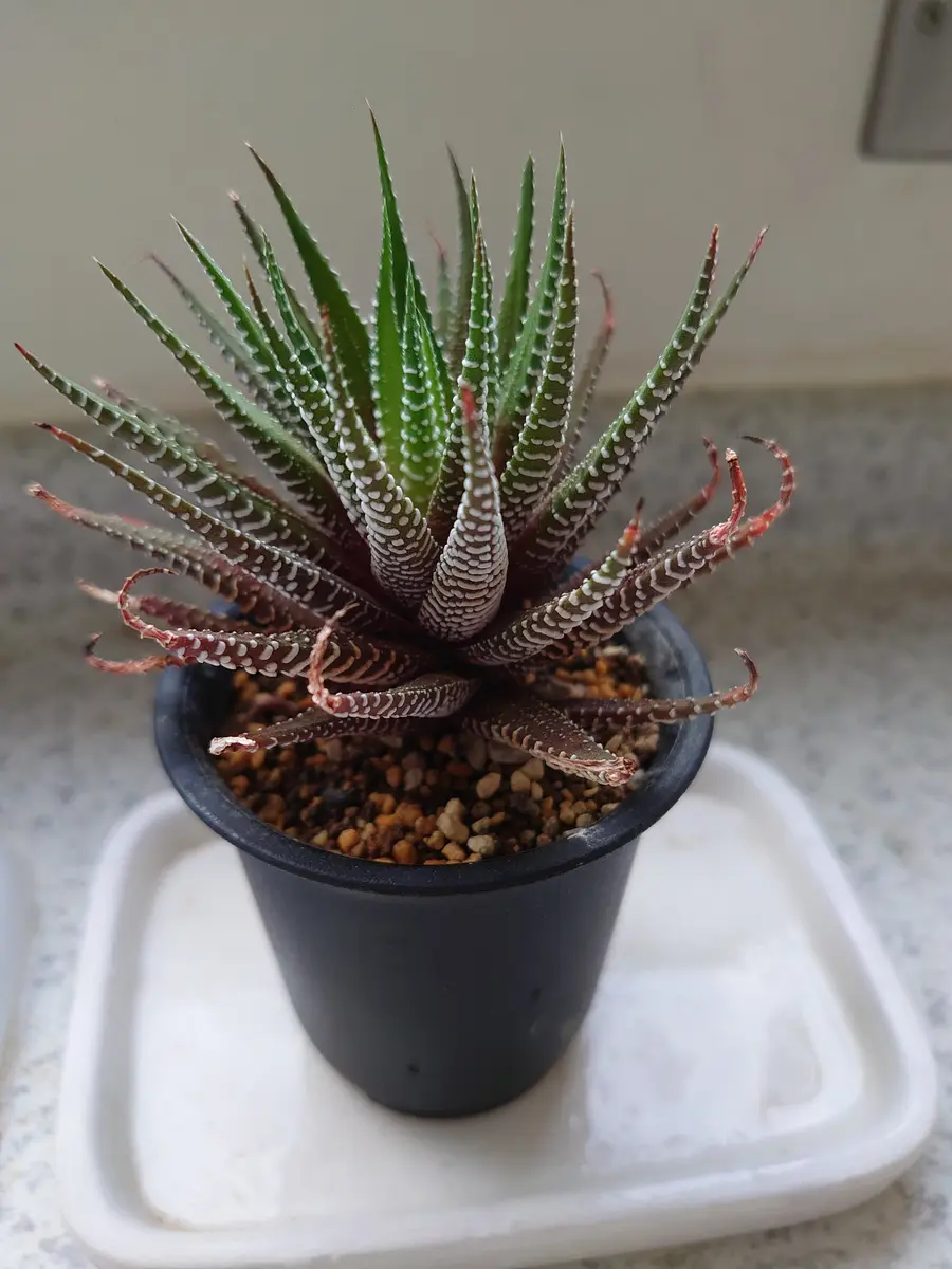 ハオルチア硬葉について教えて下さい。数年前に多肉植物の寄せ