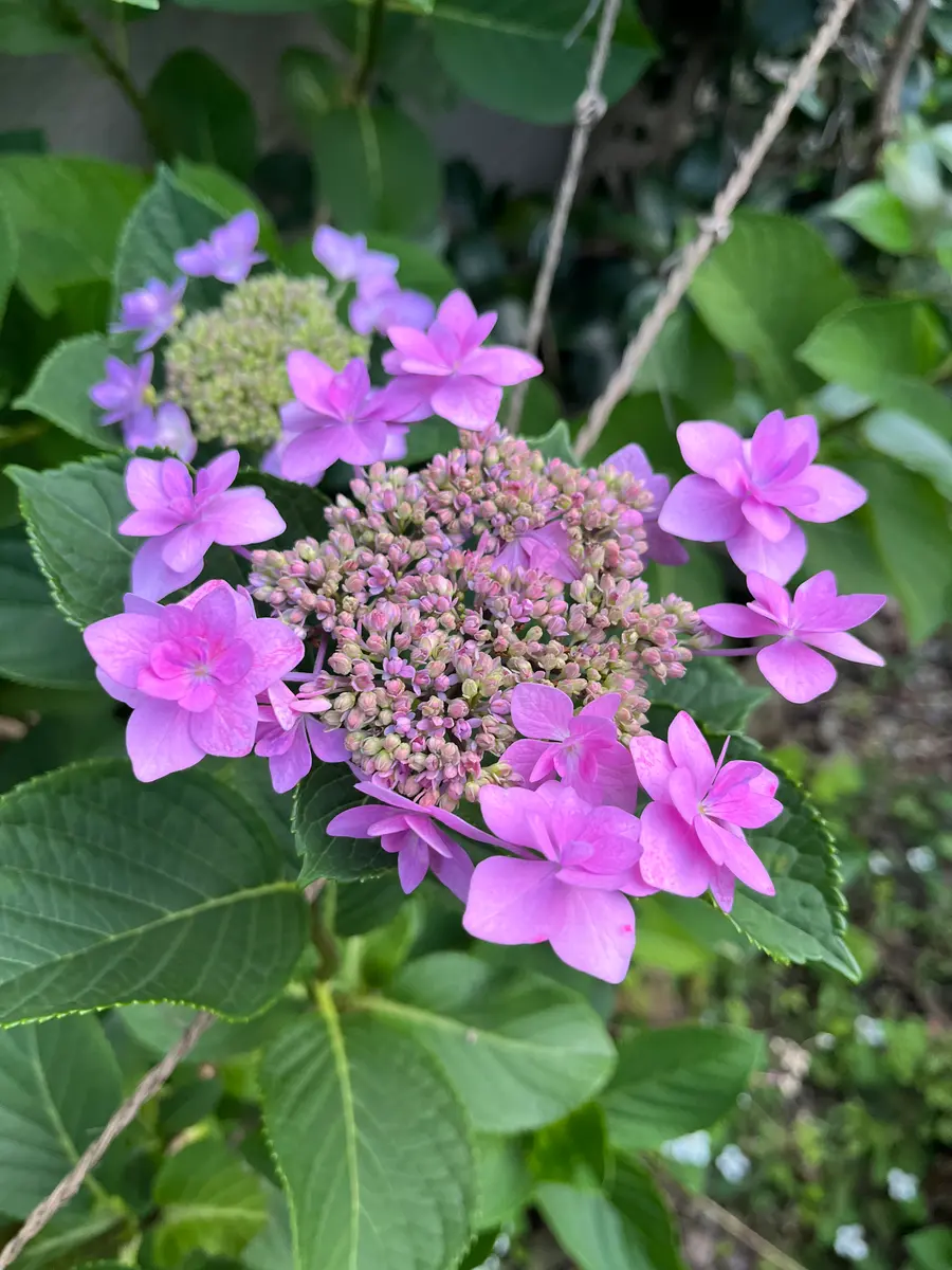 20年前から育てている紫陽花ですが、今年は1つの枝から2色咲