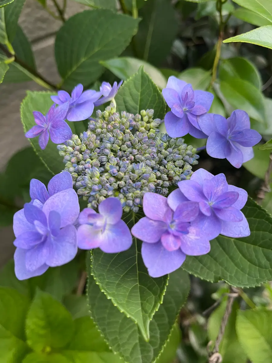 20年前から育てている紫陽花ですが、今年は1つの枝から2色咲