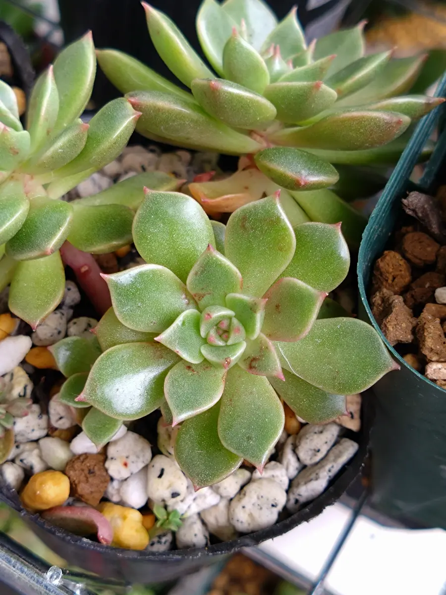 多肉植物のレティジアとオリビアについてなのですが、レティジ 