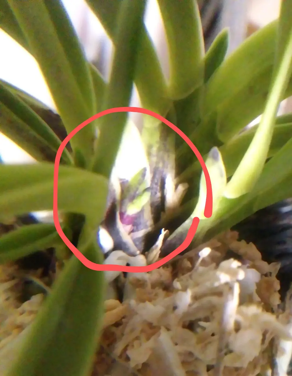 富貴蘭「花衣」の、ヘゴ付けです。葉と葉の間に、何か芽の様な