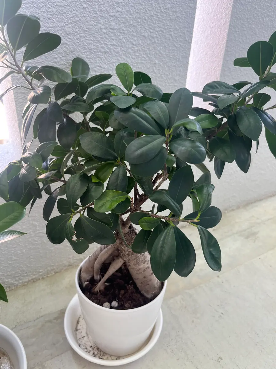 はじめましてガジュマルを育てています園芸初心者です根っこ｜園芸